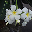les frangipani flowers